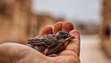 صورة لماذا جفّفوا ماءَ الرأفة من الدِين؟