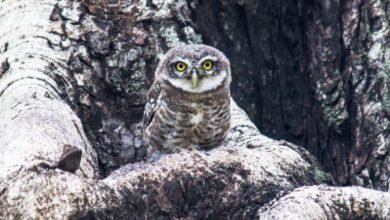 صورة السياسة و التمويه.