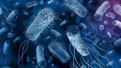 صورة بكتيريا خطيرة “تأكل اللحم” وتسبب الوفاة.. هل تشكل خطورة على المنطقة العربية؟